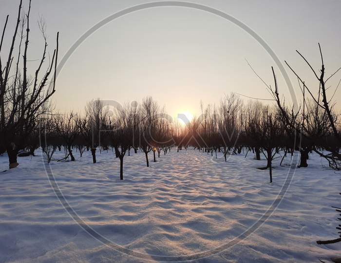 A beautiful view of sunset over snow covered fields of plum orchards somewhere in Kashmir.