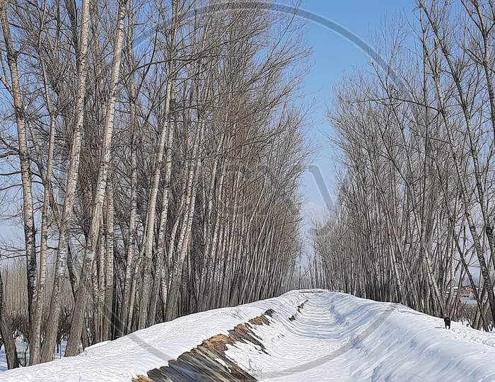 A wonderful view of narrow snow cappedstream passes through tall popular trees in Kashmir