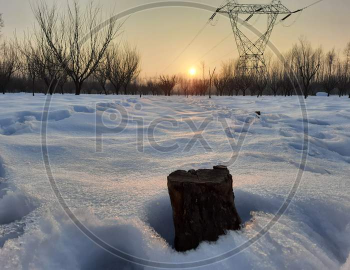 A rebounding view of stem of plum tree amid of snow covered field and backed sunset view in Kashmir.