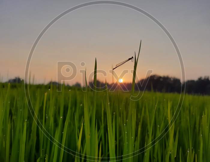 A beautiful view of sunset over green paddy crop in Kashmir.