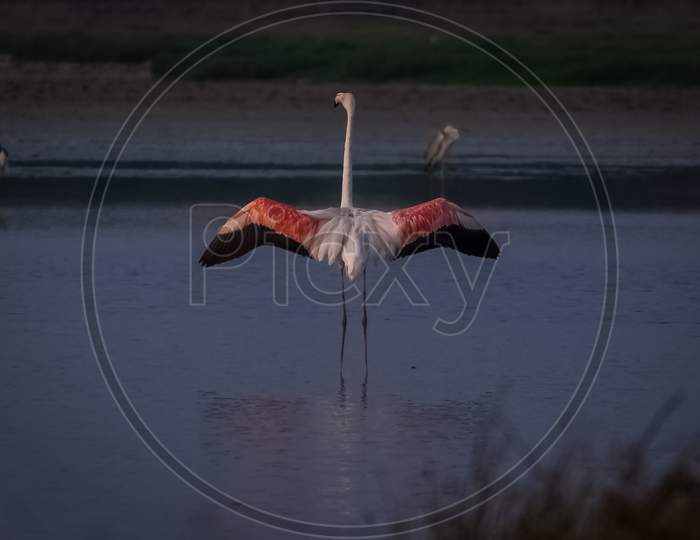 Flamingo Opened Its Pink Wings On The Blur Nature Background. Portrait Of Popular Bird In The World. Animal From Wild Nature.