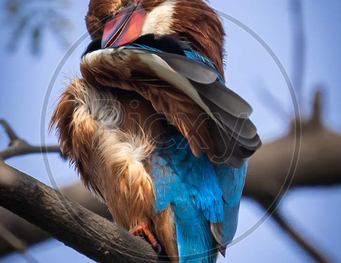 White Throated Kingfisher perched on a tree