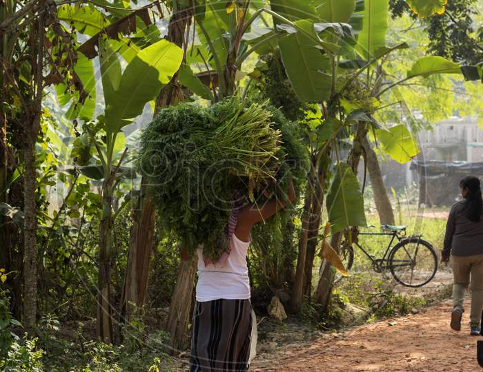 Sfarmer Carrying Crop Bundle On The Head With Selective Focus