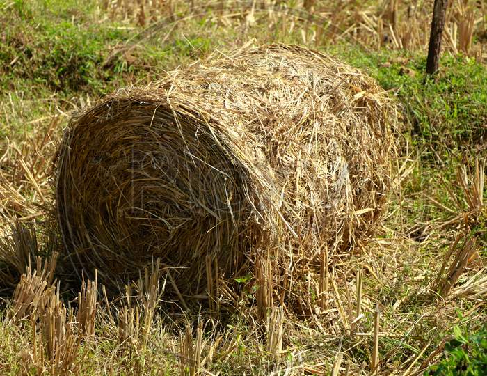 Hay Or Straw Roll In The Paddy Field