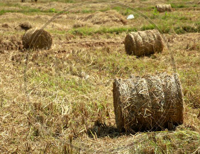 Hay Or Straw Rolls In The Paddy Field