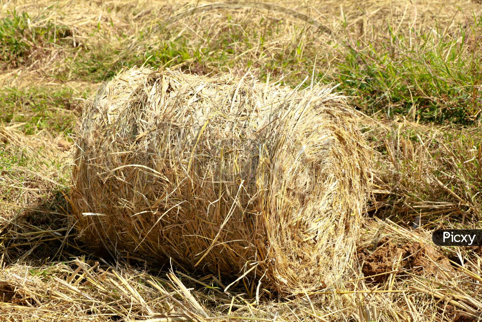 Image of Hay Or Straw Roll In The Paddy Field-ZA896123-Picxy