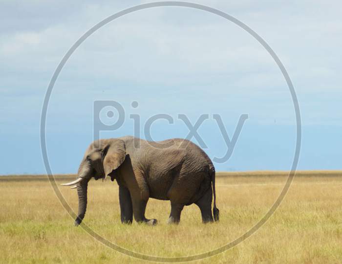 Amboseli pictures