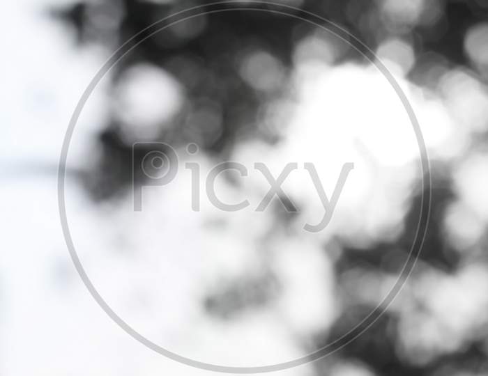 Tree Leaf Defocused Blurry Texture Background Concept For Graphic Design Natural Resource