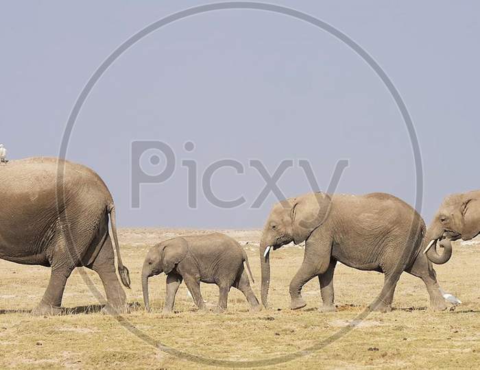 Amboseli pictures