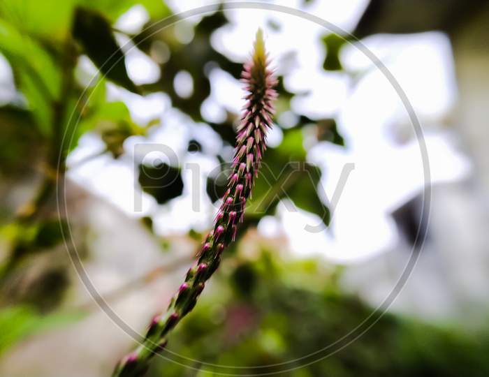 Achyranthes aspera species plant