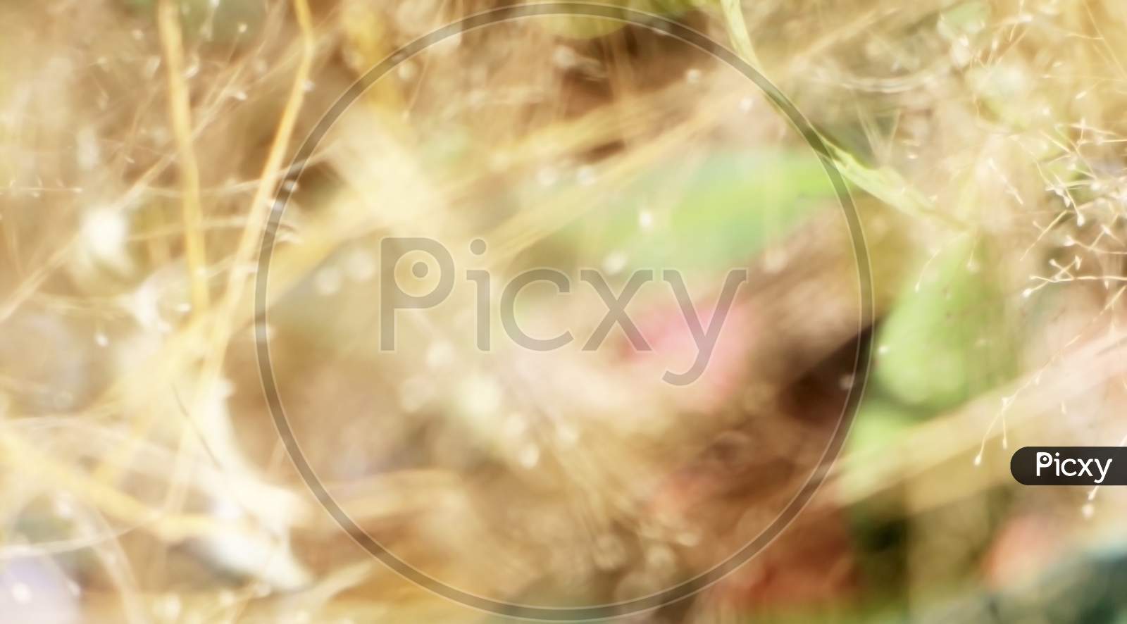 Abstract Texture Blurry Defocused Bokeh Background.Concept For Graphic Design Natural Resource.