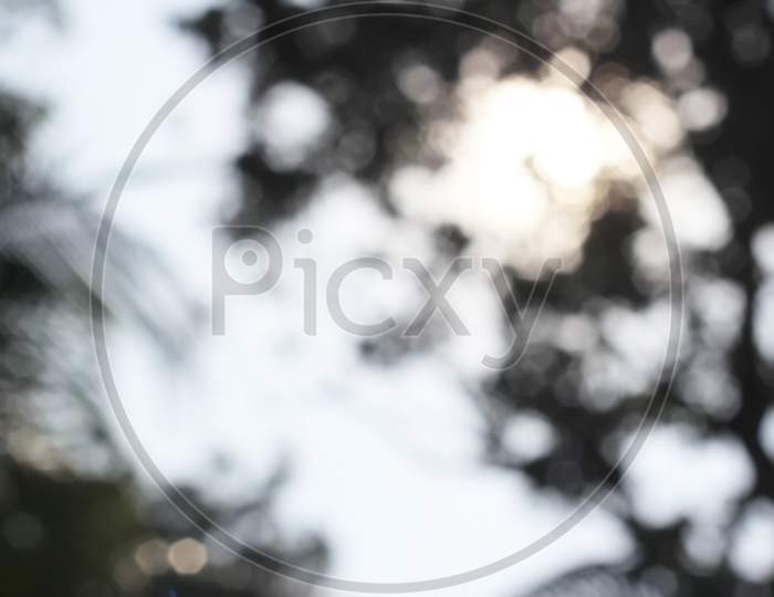 Tree Leaf Defocused Blurry Texture Background Concept For Graphic Design Natural Resource