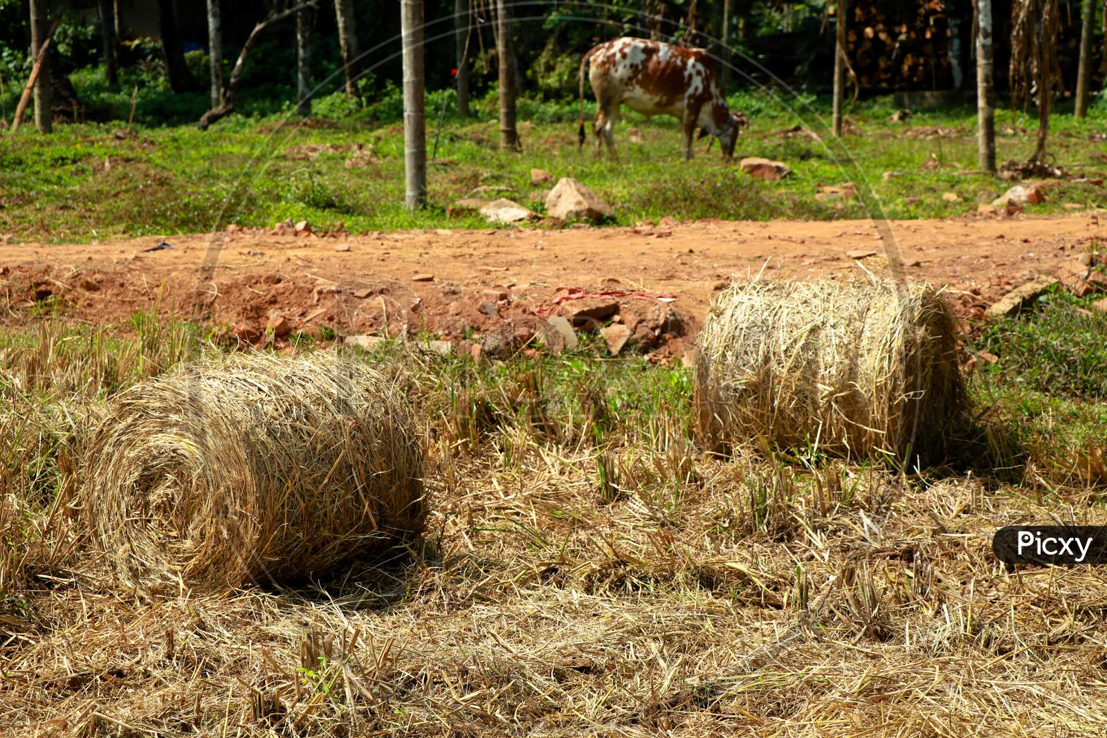 Hay Or Straw Rolls In The Paddy Field