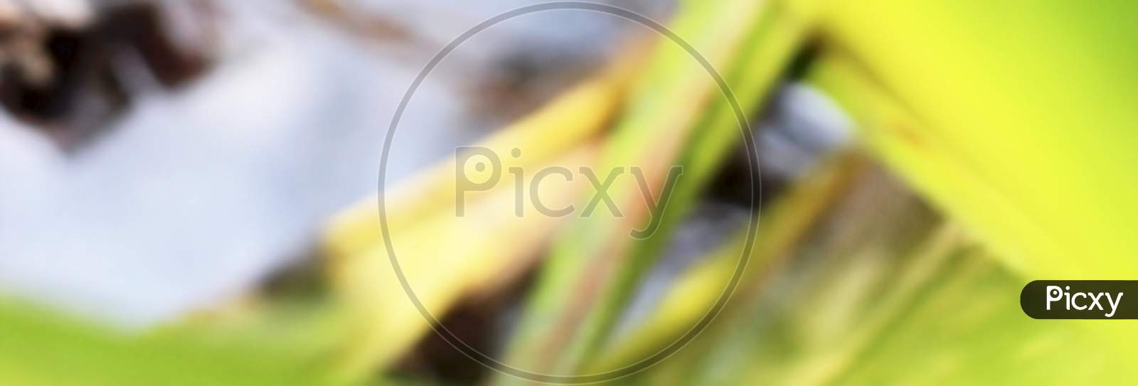 Colorful Nature Tree Leaf Abstract Texture Blurry Defocused Bokeh Background.Concept For Graphic Design Overlay Background.