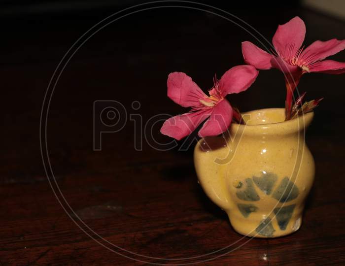 Flower Nerium oleander.  Red flower in tiny Vase. Flower Kaner. Flower Oleander, Rosebay Rose Bay, Rose-bay, Rose Laurel