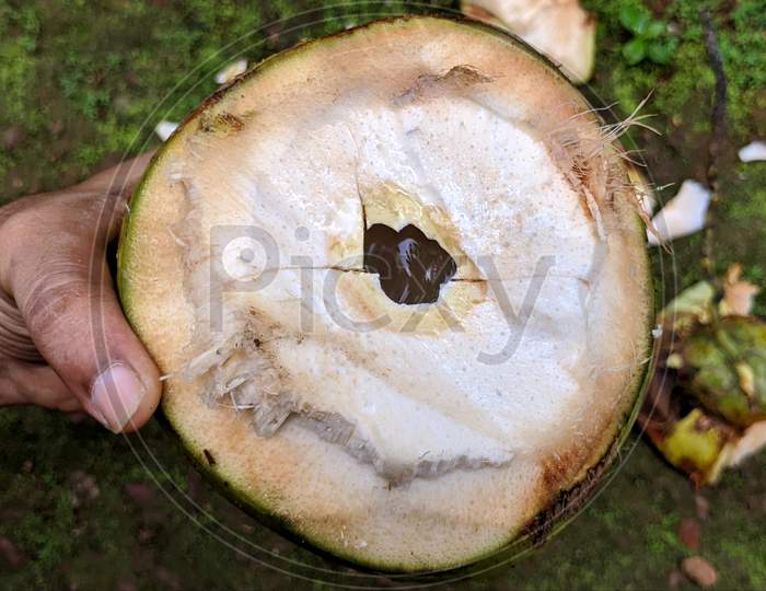 Tender Coconut Ready To Drink