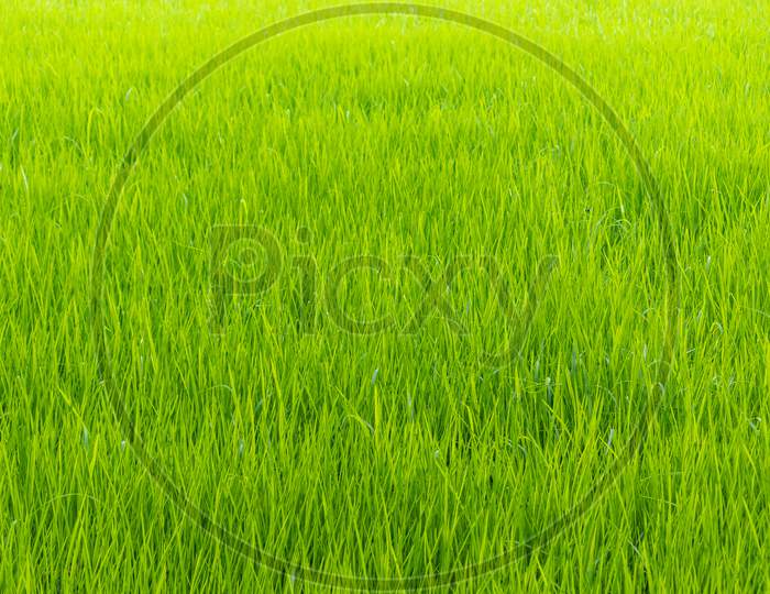 Rice Paddy Field Fresh Green Leaves Background