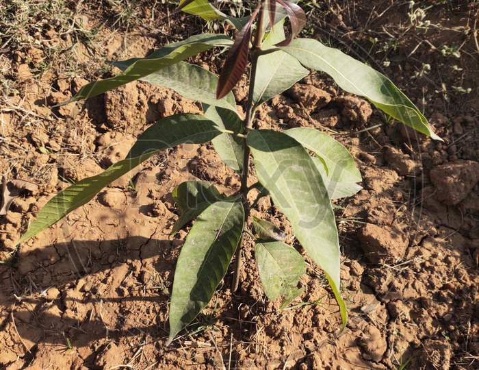 Mango Plant,आम का पौधा
