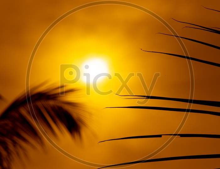 Colorful Golden Sunset, Evening Skies Through The Coconut Leaves Pattern,