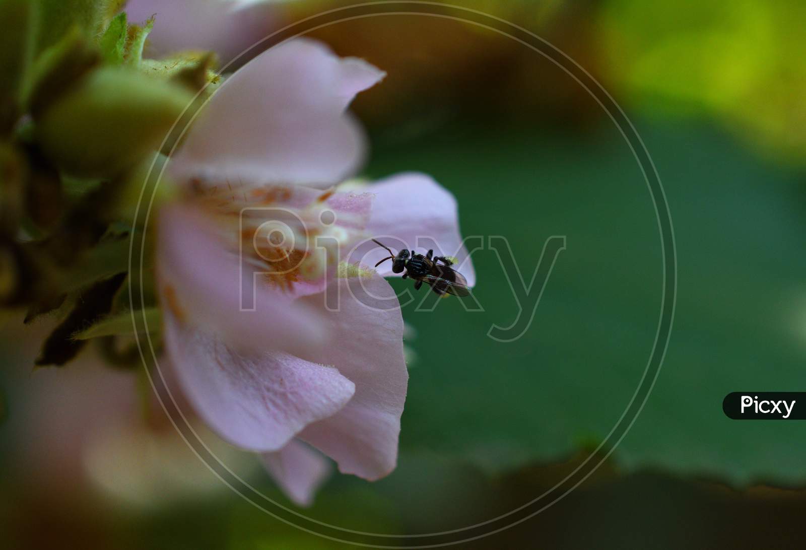 Small Black Insect Collecting Nectar From Flower