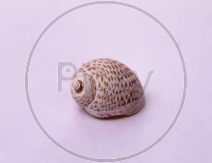 It is a seeshall on white background