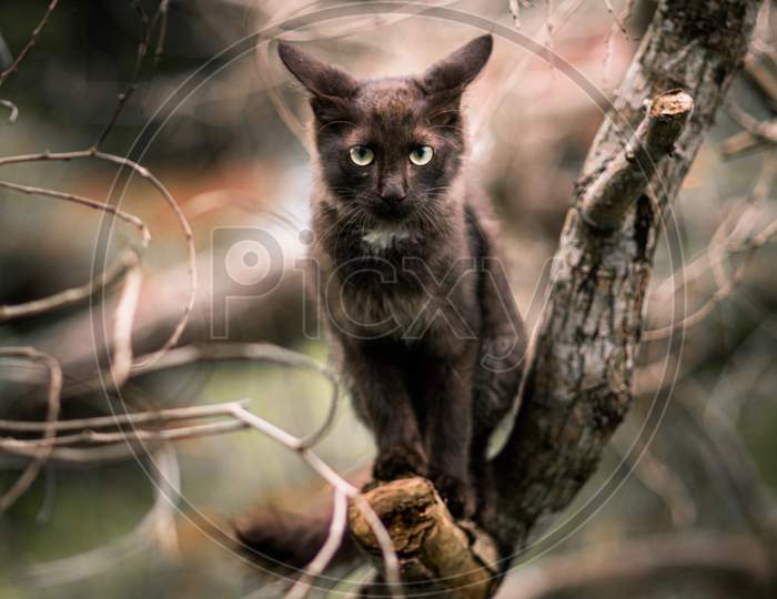 Cat Sitting In A Branch High Up In The Wild And Staring At The Camera, Sharp Focused Eyes Forward,