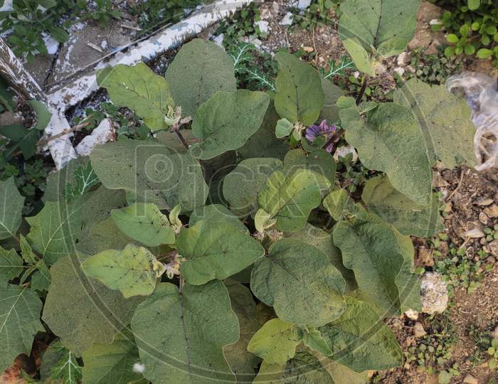 brinjal Plant,बैंगन का पौधा