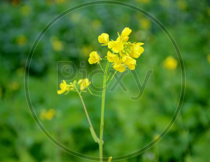 The Yellow Ripe Green Mustered Plant With Flower In The Farm.