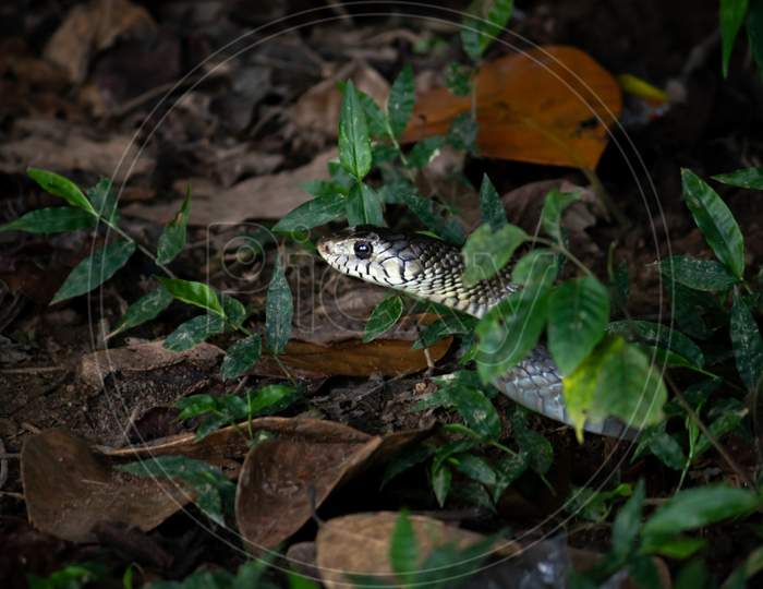 Rat Snake Peeking Head Out In The Grass And Dead Leaves Ground.