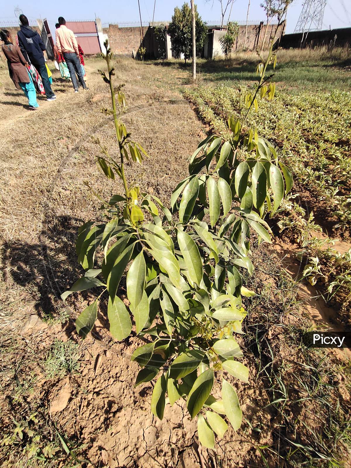 Java Plum Plant,जामुन का पौधा