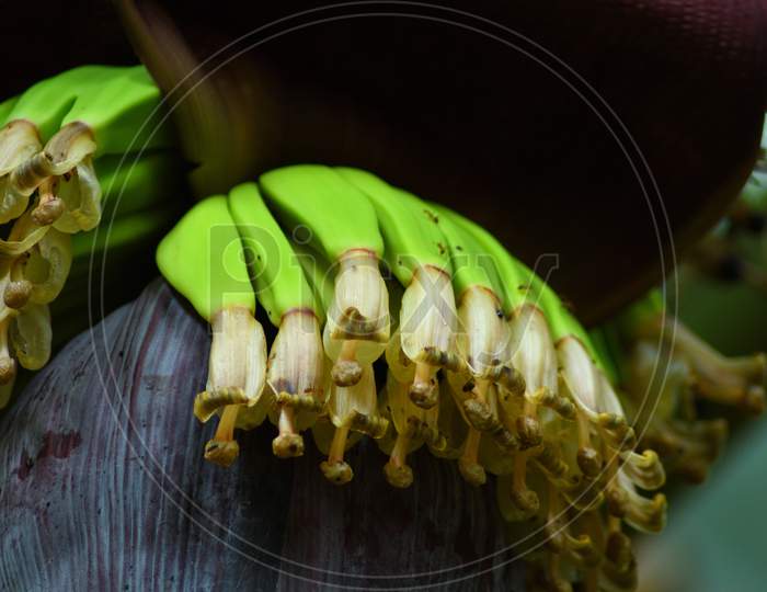 Green Bunch Of Growing Banana Fruits