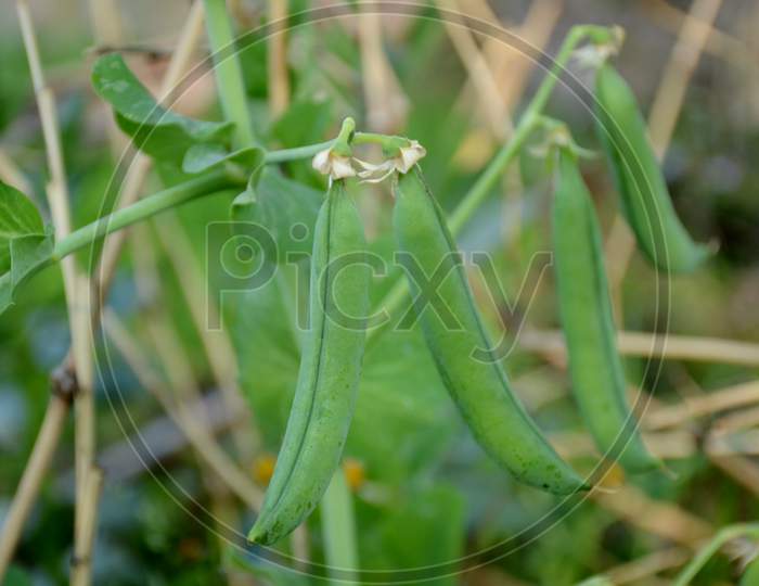 The Ripe Green Peas With Plant Growing In The Garden.