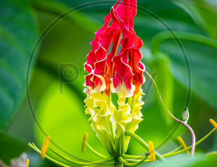 Tiger Claw Lily Flower Is A Beautiful And Unique Flower In Nature Close Up, Lush Green Background, The Red And Yellow Color Combination Of The Flower Pops Out Attention,