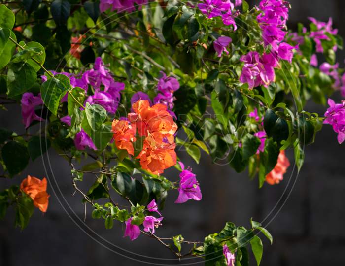 Vibrant Multicolor Bougainvilleas Flowers Bush In The Garden,