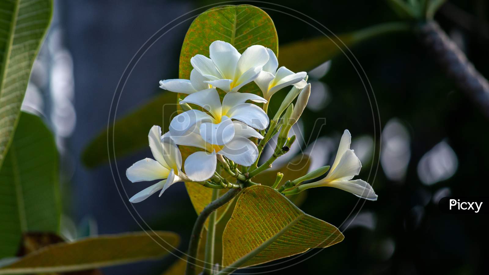 White And Yellow Plumeria Flowers, Great Smelling Flowers In The Nature.