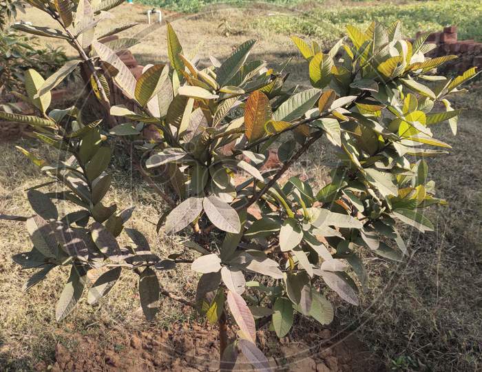 Guava plant,अमरूद का पौधा