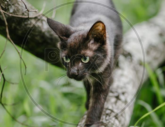 Cat In The Wild, Walking And Hunting In A Tree Branch, Alertness And Focus On High. Out Of Focus Tall Green Grass In The Background