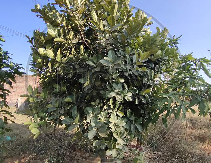 Jackfruit Plant,कटहल का पौधा