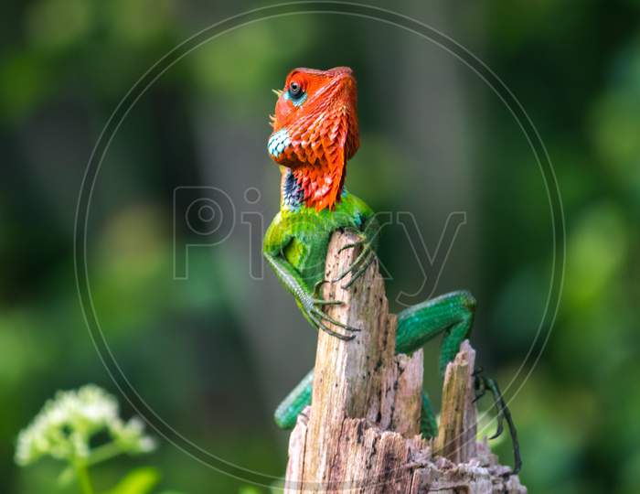 Beautiful Green Garden Lizard Climb And Sitting On Top Of The Wooden Trunk Like A King Of The Jungle, Bright Orange-Colored Head And Sharp Yellowish Spikes In The Spine, Watchful Eyes Looking Front.