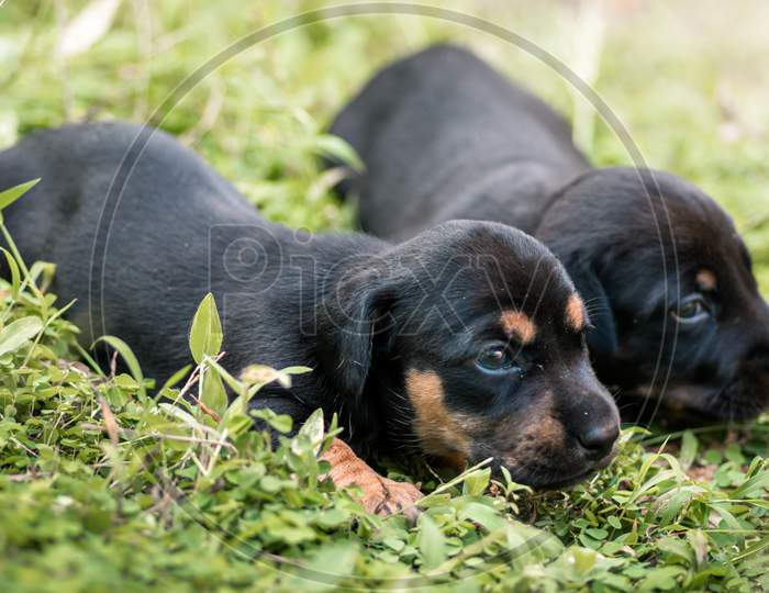 Cute Dachshund Puppies Lying In The Backyard, Cuddle And Play With Newborn Siblings, Explore, Watch And Learn The Environment, Taking Care Of Each Other Concepts, Both Shivering And Trying To Move.