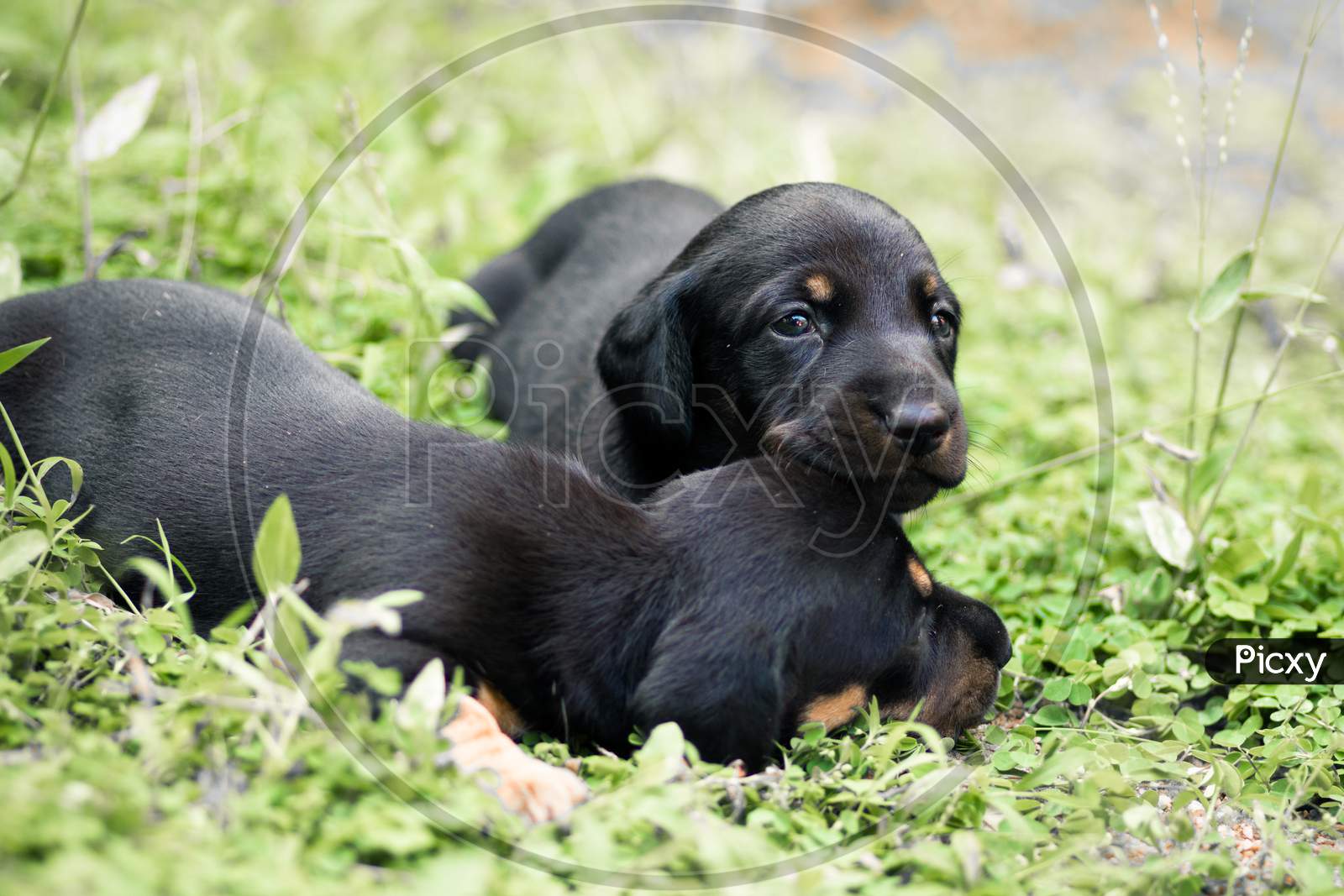 Cute Dachshund Puppies Lying In The Backyard, Cuddle And Play With Newborn Siblings, Explore, Watch And Learn The Environment, Taking Care Each Other Concept, Family Stays Together. Fluffy Pups Image