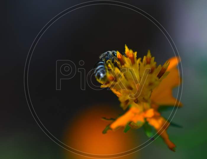 Bee Collecting Nectar From A Flower