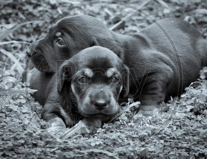 Cute Dachshund Puppies Lying In The Backyard, Cuddle And Play With Newborn Siblings, Explore, Watch And Learn The Environment, Taking Care Of Each Other Concepts, Both Shivering And Share The Warmth.