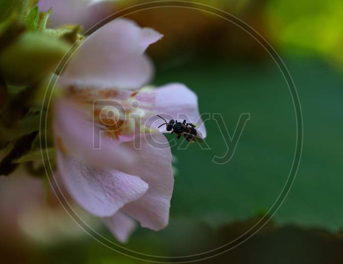 Small Black Insect Collecting Nectar From Flower