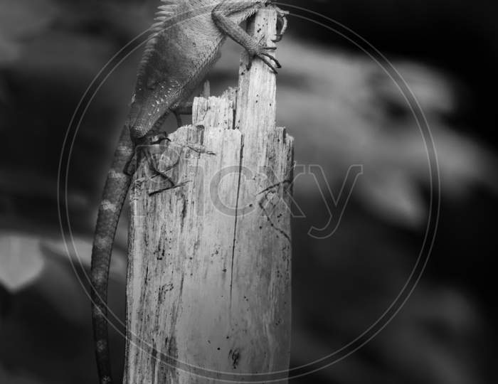 Beautiful Green Garden Lizard Climb And Sitting On Top Of The Wooden Trunk Like A King Of The Jungle, Bright Colored Head And Sharp Spikes In The Spine, Black And White Wild Life Photograph Of Lizard.