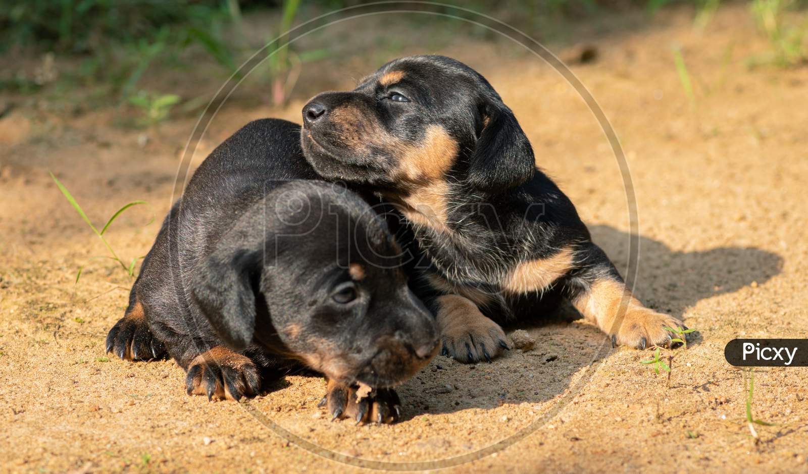 Two Weeks Old Newborn Dachshund Pups Playing Outdoor Backyard In The Evening, Sunlight Hitting Their Faces As They Shiver And Share The Warmth Of Their Body, Sibling Take Care Of Each Other Theme.