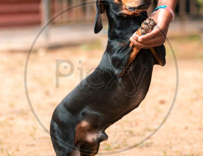 Long Bodied Dachshund Male Dog Playing With Master, Master Holding Pets Front Legs Up, Dog Standing In Two Legs. Concept Of Great Friendship And Respect.