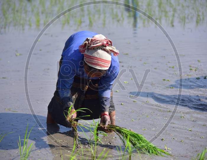 Tribal farmers replant rice saplings in a paddy field in a field at Ahatguri village near Morigaon District of Assam on Jan 29,2021.