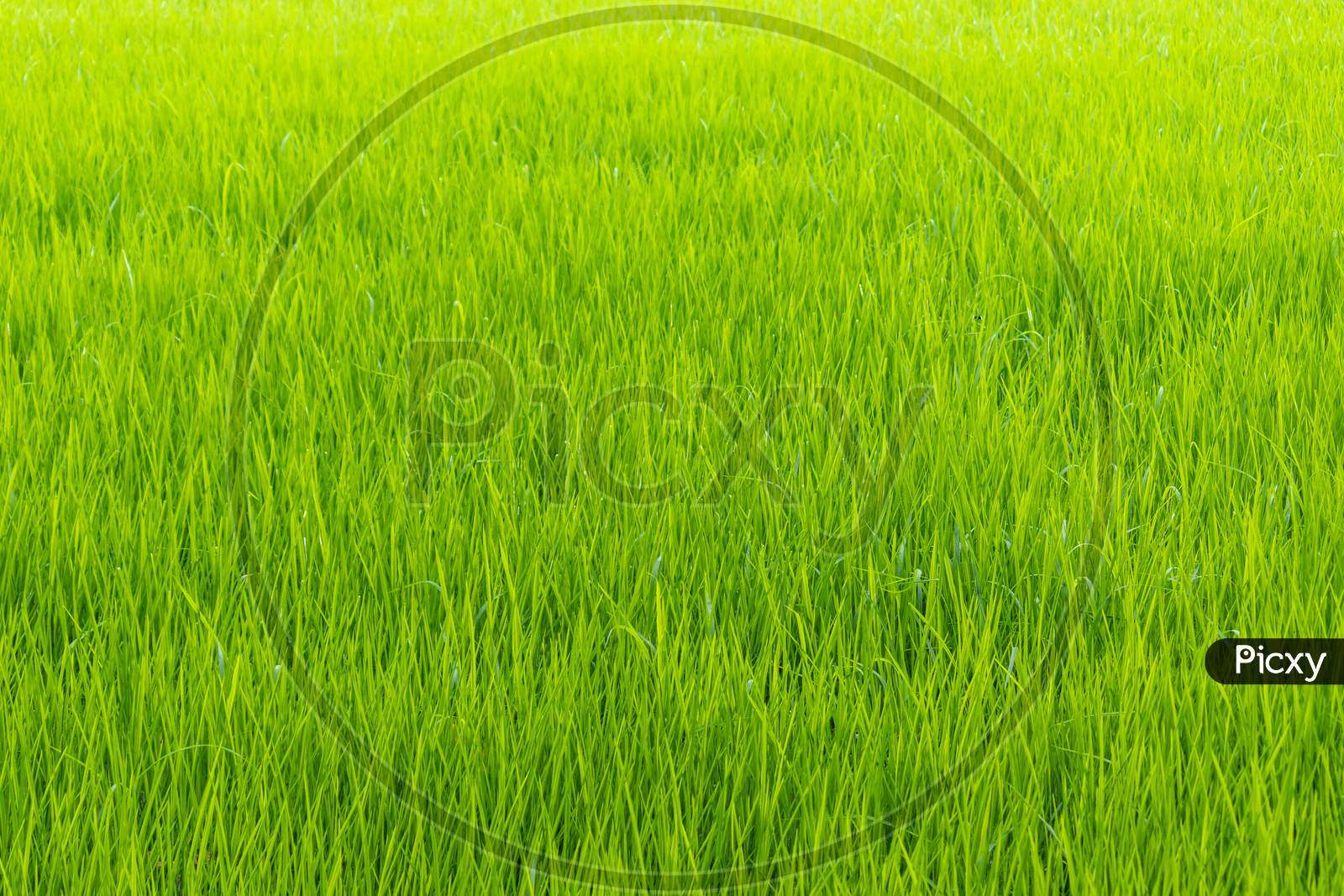 Rice Paddy Field Fresh Green Leaves Background