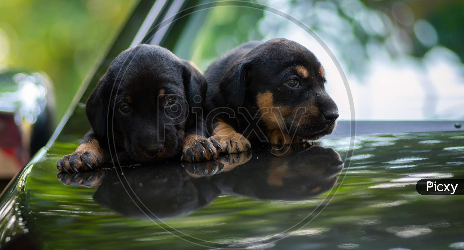 Adorable Newborn Baby Badger Dog Puppies In Car Hood Together, Sharing The Warmth Of The Bodies, Innocent Faces Looking At The Camera, Natural Light Portraiture Of Two Weeks Old, Two Dog Babies.
